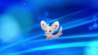 pokemon shield how to evolve minccino into cinccino [upl. by Ilario]