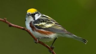 Birding Warblers [upl. by Nautna]