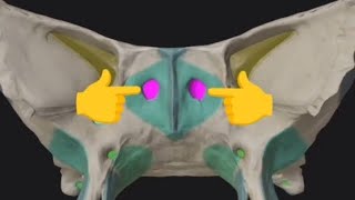 Sphenoid bone3Aperture of Sphenoidal Sinus [upl. by Ynoyrb]