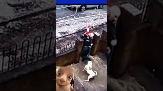 When dogs like police shoespolice shorts short highlights viralshorts foryou trending [upl. by Lesya]