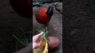 Tragopan czerwony tragopan satyra [upl. by Neras]