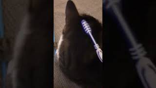 Petting a cat with wet toothbrush Check desc [upl. by Joerg860]