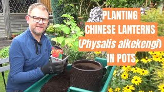 Planting Chinese Lanterns in Pots  Physalis alkekengi  Unusual Perennial Plants  Autumn Interest [upl. by Atiker]