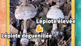 Champignons comestibles｜Comment distinguer entre lépiote élevée Coulemelle et lépiote déguenillée [upl. by Llerahs]