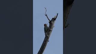 Redbellied Woodpecker calls churr [upl. by Ardnat534]