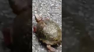 Eastern box turtle crossing road in Maryland 2018 [upl. by Eimyaj586]