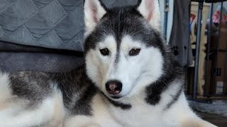 LIVE Hangout with my Huskies Snow Dogs Vlogs live [upl. by Drofliw]