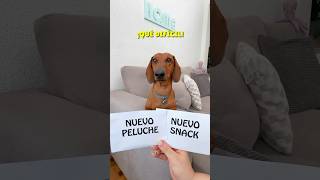 AYÚDAME a ELEGIR‼️ perrosalchicha teckel dachshund mascotas dog perros humor doglover [upl. by Llednahc]