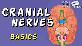 Cranial Nerve BASICS  The 12 cranial nerves and how to REMEMBER them [upl. by Redleh]