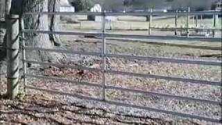 Electric Fence 101 Benefits of Electric Fencing and Installation Tips by Zareba® [upl. by Maxama]