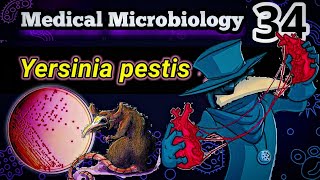 Yersinia pestis 🐀 شرح بالعربي البكتيريا المسببه للطاعون [upl. by Aiekan95]