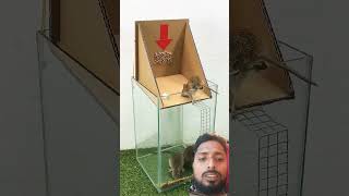 Rats Ka Boxmousetrap pets bucketmousetrap rattrap rat mouserat cute rattletrap squirrel [upl. by Sal]