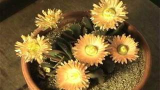 Aloinopsis Flowering Time Lapse [upl. by Gnot]