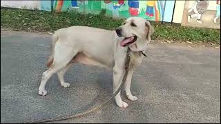 Labrador female top quality Location up Etah [upl. by Eceirehs]