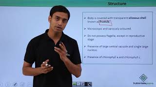 Class 11th – Photosynthetic Protists – Chrysophytes  Biological Classification  Tutorials Point [upl. by Rodrique]