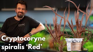 Cryptocoryne spiralis ‘Red’  Liquid Nature Pflanzenvorstellung [upl. by Ecnarrat]