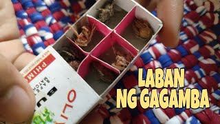 LABAN NG GAGAMBA  MERRY ESGUERRA [upl. by Aliwt41]