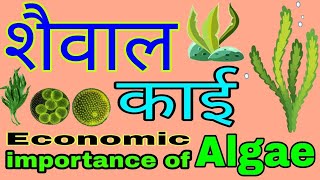 शैवाल क्या है  शैवाल के लक्षण आकार नाम और संरचना तथा आर्थिक महत्व  Economic importance of algae [upl. by Rihana]