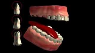 Tooth Furcation Bifurcation Trifurkation [upl. by Egedan889]