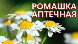 РОМАШКА АПТЕЧНАЯ Matricaria chamomilla [upl. by Adrienne]