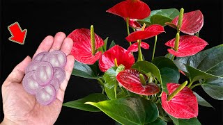 Put A Little At The Base Of A Weak Anthurium And It Will Bloom Immediately [upl. by Ysied]