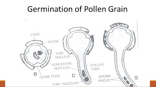 pollen germination  Bsc [upl. by Neik]