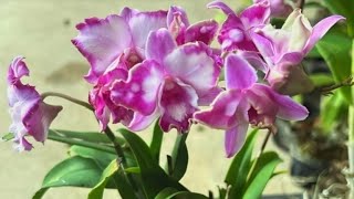 НОВИНОЧКА 😍🤗Сделаем посадку и перевалку dendrobium 🌸🌼🌸 [upl. by Tubb733]