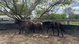 Caboolture Horse Sale quotRosiequot [upl. by Pomfrey322]