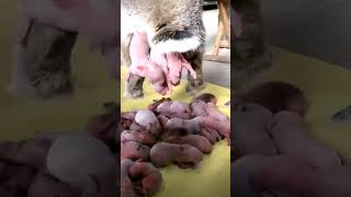 rabbit giving birth for the first time trending short video [upl. by Snowman]