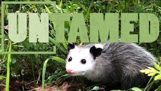 Opossums the Marsupial Evolutionary Wonder of America [upl. by Nnylarej]