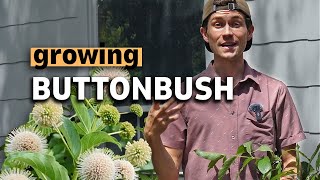 The Complete Guide to Buttonbush Cephalanthus occidentalis  Texas Native Plant🌾 [upl. by Shaine]