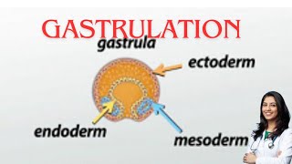 Gastrulation germ layer subOBG explanation by chandni maam [upl. by Etnahsal]