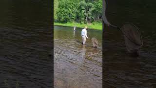 Atlantic Salmon catch and release Miramichi River [upl. by Yelkcub]