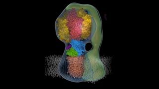 Molecular animation of ATP synthase [upl. by Schubert358]