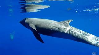 Melonheaded whales [upl. by Anul]