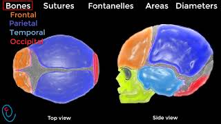 Fetal skull illustrated [upl. by Okoy]