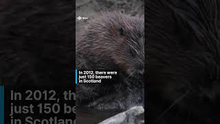 Scots encouraged to report beaver sightings as part of population survey news shorts animals [upl. by Peter98]