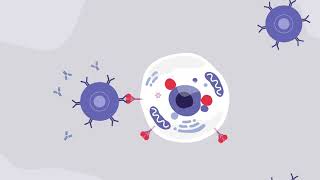 AdenovirusBased Vaccine for COVID19 [upl. by Soiritos657]