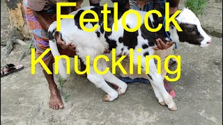 Fetlock Knuckling of CalfComplete Operative Procedure of Knuckling [upl. by Ecydnac801]