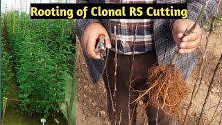 Rooting of Clonal Rootstock cutting  Earn Rs 5000 from 1 meter sq Area  Horticulture In Kashmir [upl. by Goodwin]