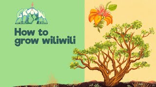 How to grow wiliwili [upl. by Efioa726]