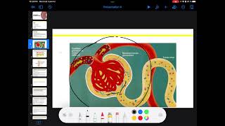 UE3 Physiologie Rénale بالعربية  2 La Filtration Glomérulaire Par TAGZOUT MAISSENE [upl. by Ringo]