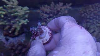 Acropora tenuis blue  Australia coral gandalf [upl. by Enneillij803]