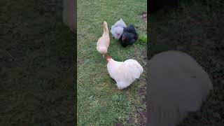 coq poules pekin padoue  quand notre coq appelle ses poules pour les nourrir [upl. by Hadwin]