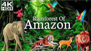 Animals of Amazon 4K  Animals That Call The Jungle Home 4k jungle amazon [upl. by Lallage]