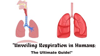 quotUnveiling Respiration in Humans The Ultimate Guidequot [upl. by Akcirret77]