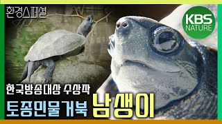 도시 공원에 나타난 토종민물거북 남생이 제38회한국방송대상수상작뿌리공원 그곳에 남생이가 산다  KBS 20110903 방송 [upl. by Ahsino]