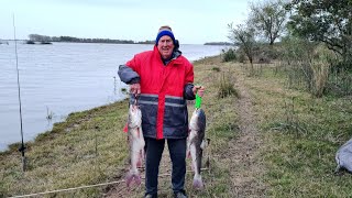 Pesca y campamento en Ibicuy Explotaron los bagres de mar [upl. by Schofield]