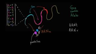 Alelos y genes  Herencia y evolución  Biología  Khan Academy en Español [upl. by Madriene]