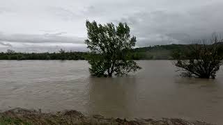 Hochwasser neue Donau Jedlesee 1692024 [upl. by Atronna]